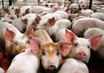 eu files case against russia over pig import issue