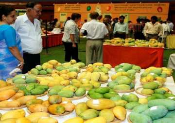 eu s ban on indian mango imports comes into force