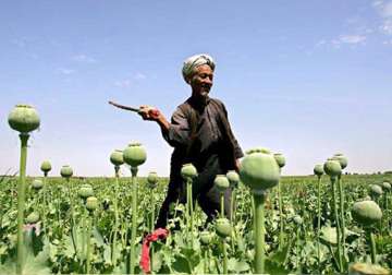 govt to allow pvt sector to produce alkaloids from opium