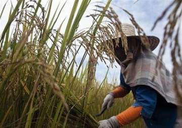 haryana s rice output hits all time high at 39.76 lt