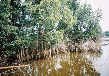high court forms team to probe mangrove destruction