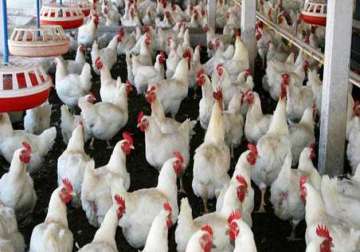 india loses poultry case against us at wto