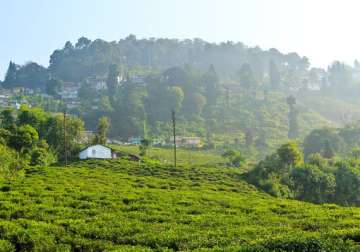 makaibari becomes costliest indian tea
