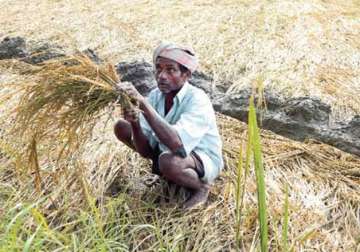 in a relief for farmers rbi asks banks to extend loan repayment to 5 years for crop loss