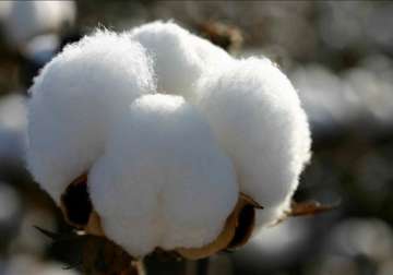 global cotton trade likely to decline by 11 in 2014 15 icac