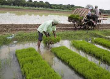 foodgrain production projected to drop by seven per cent