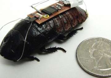 cockroach biobots hoped to help find survivors by sound