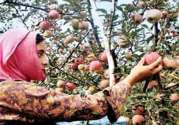 floods cause rs1 000 cr loss to apple crop in kashmir assocham
