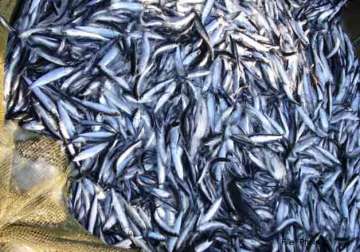 eu considers lifting fish export ban on sri lanka