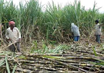 sugar mills in absence of export subsidies make distress sales to pay farmers