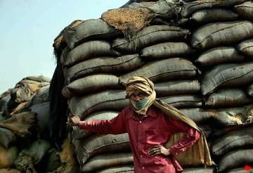 indian wheat rots in the open after bumper harvest