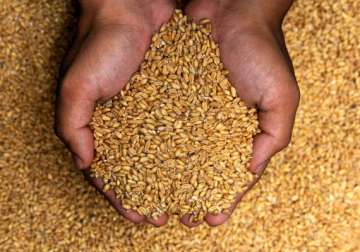 over 63 lt of wheat has arrived in haryana for procurement so far