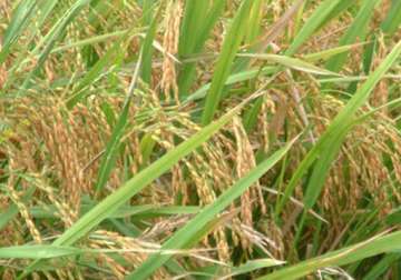 punjab unlikely to achieve paddy purchase target