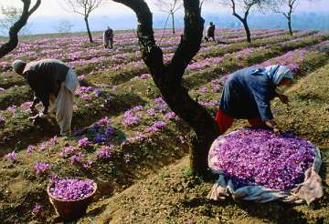 saffron cultivation in kashmir down by half