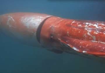 bizarre sighting giant squid spotted in japanese bay
