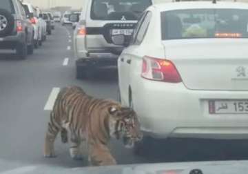 video tiger roars amidst heavy traffic jam in doha