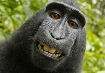 bizarre us judge declines monkey s right on his own selfie