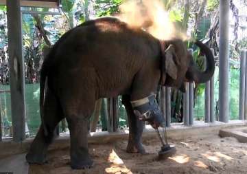 watch how this 3 legged baby elephant enjoys walking on her new prosthetic leg