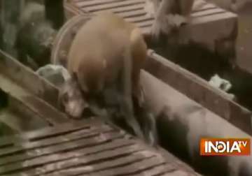 true friend monkey performs life saving aid on unconscious friend at kanpur station