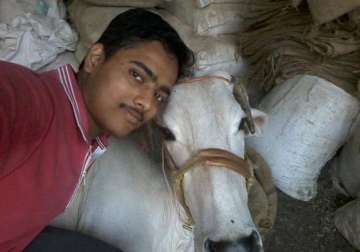 selfiewithgomata a hi tech way to show your love for india s sacred bovine