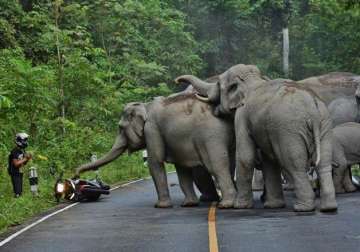 moped rider prays as angry elephants charge him watch video