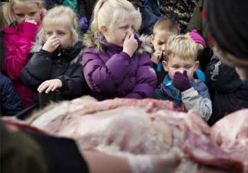 danish zoo slammed for dissecting lion in front of kids