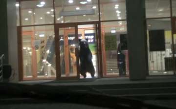bear breaks into russian shopping mall watch video