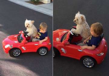 captured dog flawlessly drives toddler around in toy car video goes viral