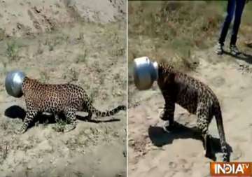 watch video leopard s head stuck in a pot while drinking water