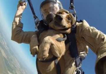 simply amazing dog skydives with owner from 13000 feet
