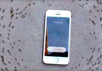 iphone ringtone makes ants run in a circle netizens debate over video