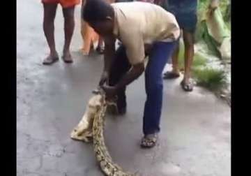 watch kerala man squeezing out a goat from a living python