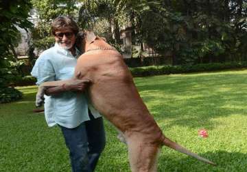 big b s pet dog shanouk dies