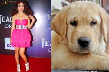 kangna s pet dog chews up her expensive shoes