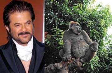 anil kapoor brings a gorilla from s. africa for no problem