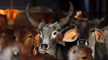 b town calls for freedom of choice post beef ban