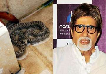 snake found inside amitabh bachchan s home in mumbai