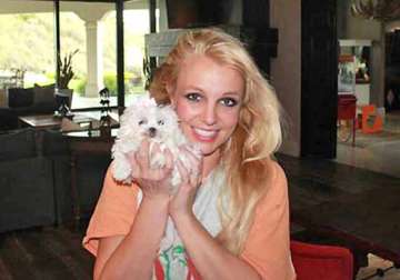 britney spears bought a puppy for 5 000 dollars