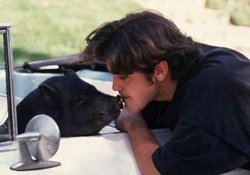 george clooney s pet pig was his baby ex girlfriend