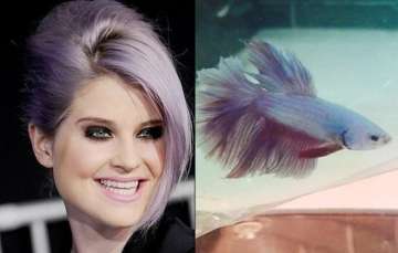 kelly osbourne s new pet is a purple fish