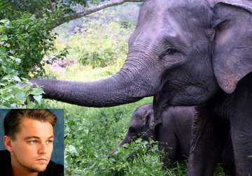 leonardo dicaprio donates 1 mn to save elephants