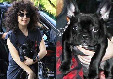 lady gaga s pet pooch asia banned from travelling in asia