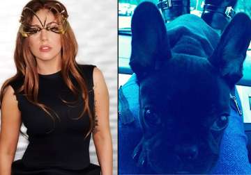 lady gaga introduces new pet to fans