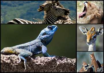 close encounter with ethiopian wildlife view pics