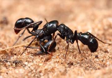 ants chemical improves cancer drug by 50 times