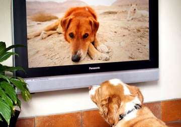 worried about leaving your dog alone switch on dogtv