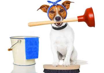 important home care tips for those having pets at home