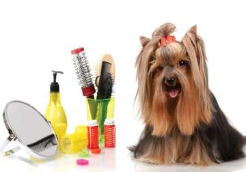 best grooming parlours for your pets