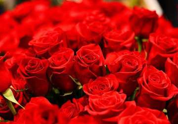 valentine s day nepal imports 100 000 red roses from india