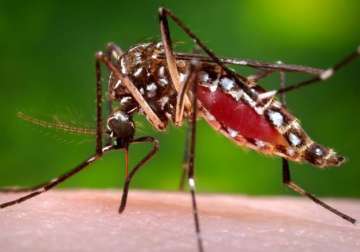 6 tips to fight dengue at home